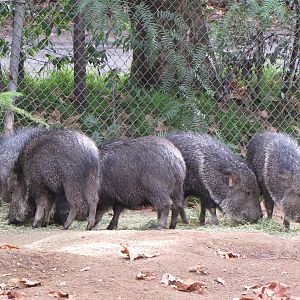 Chacoan Peccaries
