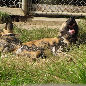 African Wild Dogs