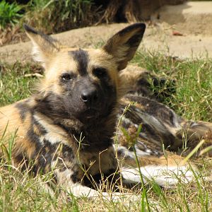 African Wild Dogs