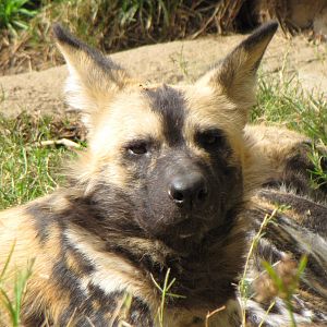 African Wild Dog