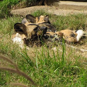 African Wild Dogs