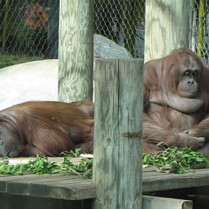 Female Bornean Orangutans