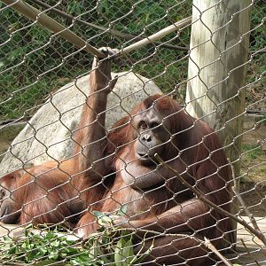 Bornean Orangutans