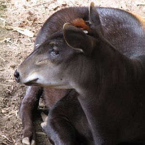 Yellow-backed Duiker