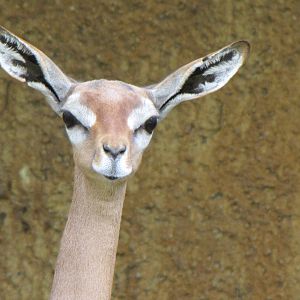 Gerenuk