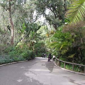 Forested African Walkway