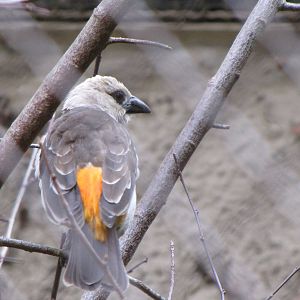 White-headed Buffalo Weaver