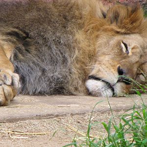 African Lion