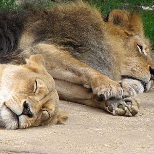 African Lions