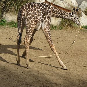 Masai Giraffe