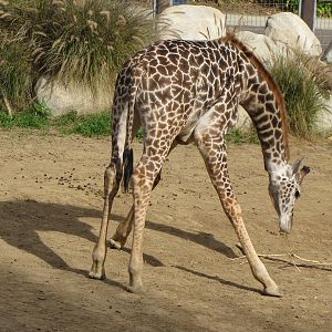 Masai Giraffe
