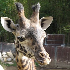 Masai Giraffe