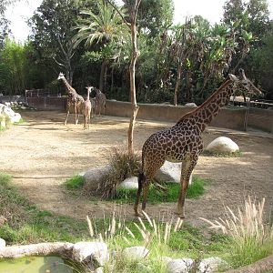 Masai Giraffe Habitat