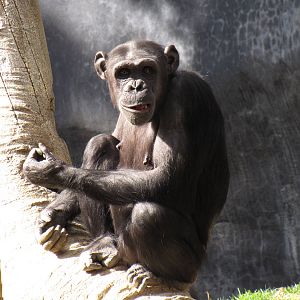 Chimpanzee
