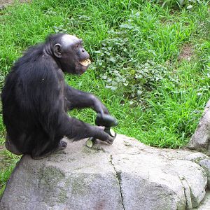 Chimpanzee Snack Time