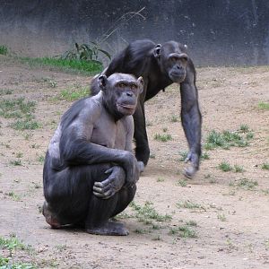 Chimpanzees