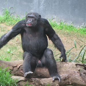 Chimpanzee Relieving Himself