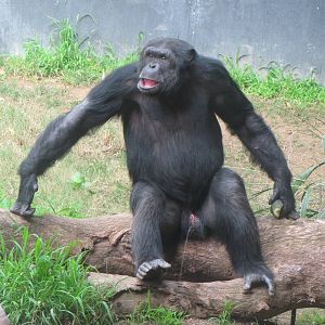 Chimpanzee Relieving Himself