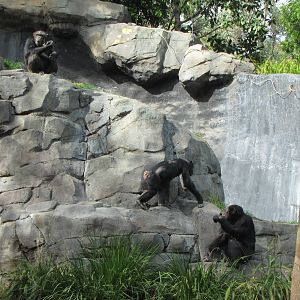 Chimpanzees