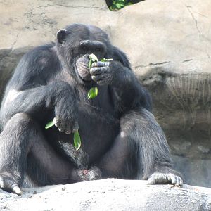 Chimpanzee