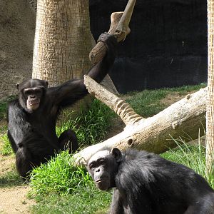 Chimpanzees