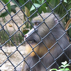 Mandrill