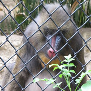 Mandrill