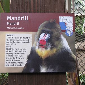 Mandrill Sign