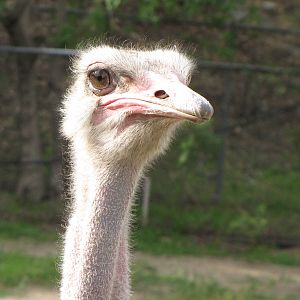 Ostrich