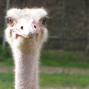 Ostrich