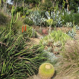Desert Garden