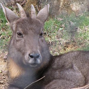 Central Chinese Goral