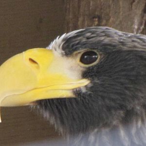 Steller's Sea Eagle