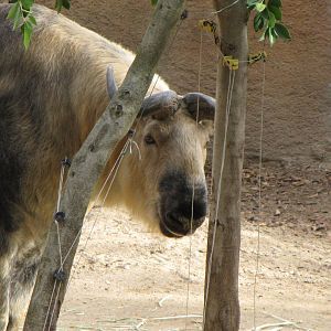 Sichuan Takin