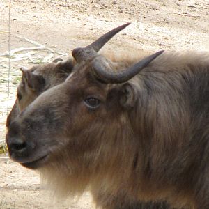 Sichuan Takin