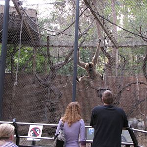 Buffed-cheeked Gibbon Exhibit 1-15-2010