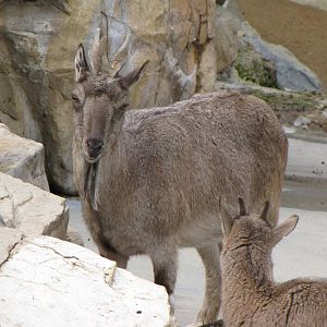 Markhor