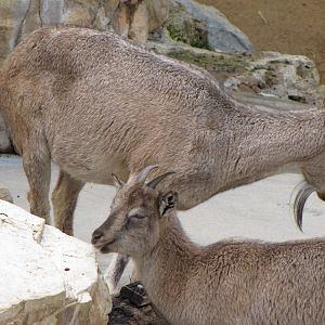 Markhor