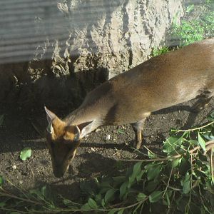 Reeve's Muntjac
