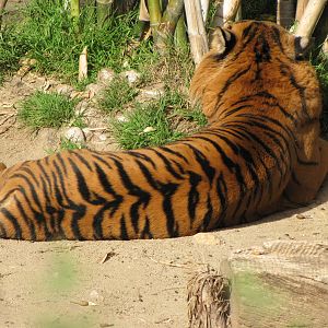 Sumatran Tiger Stripe Pattern
