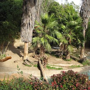 Most Of The Sumatran Tiger Habitat