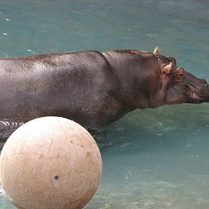 Hippopotamus