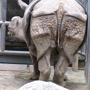 Indian Rhinoceros