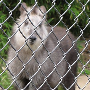 Japanese Serow