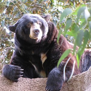 North American Black Bear