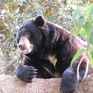 North American Black Bear