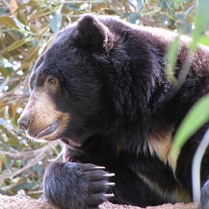 North American Black Bear