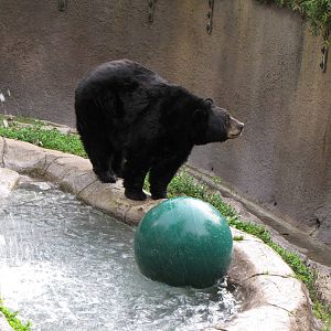 North American Black Bear