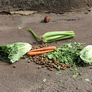 North American Black Bear Diet