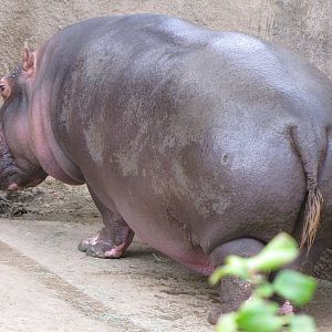 Hippopotamus